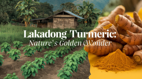 The LAKADONG TURMERIC : world’s best
